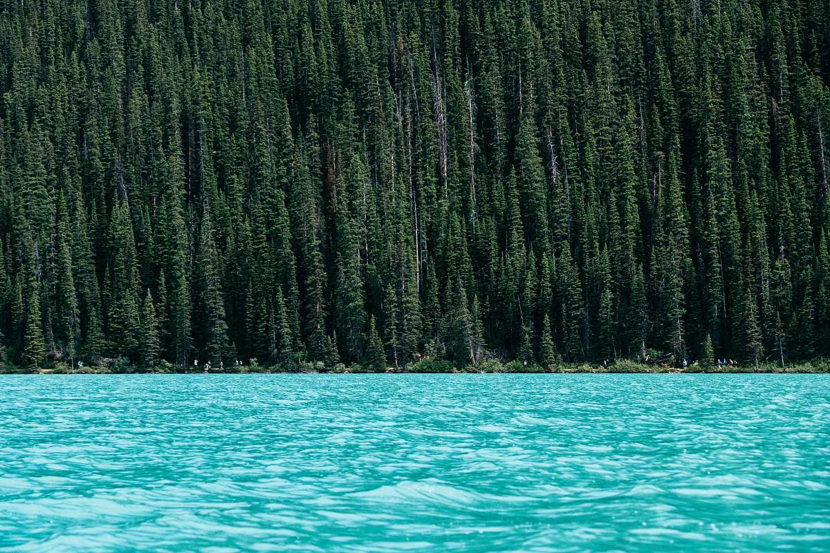 forest lake beside green pine trees lake louise
