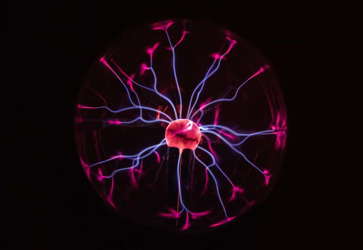 animal single cell sea life