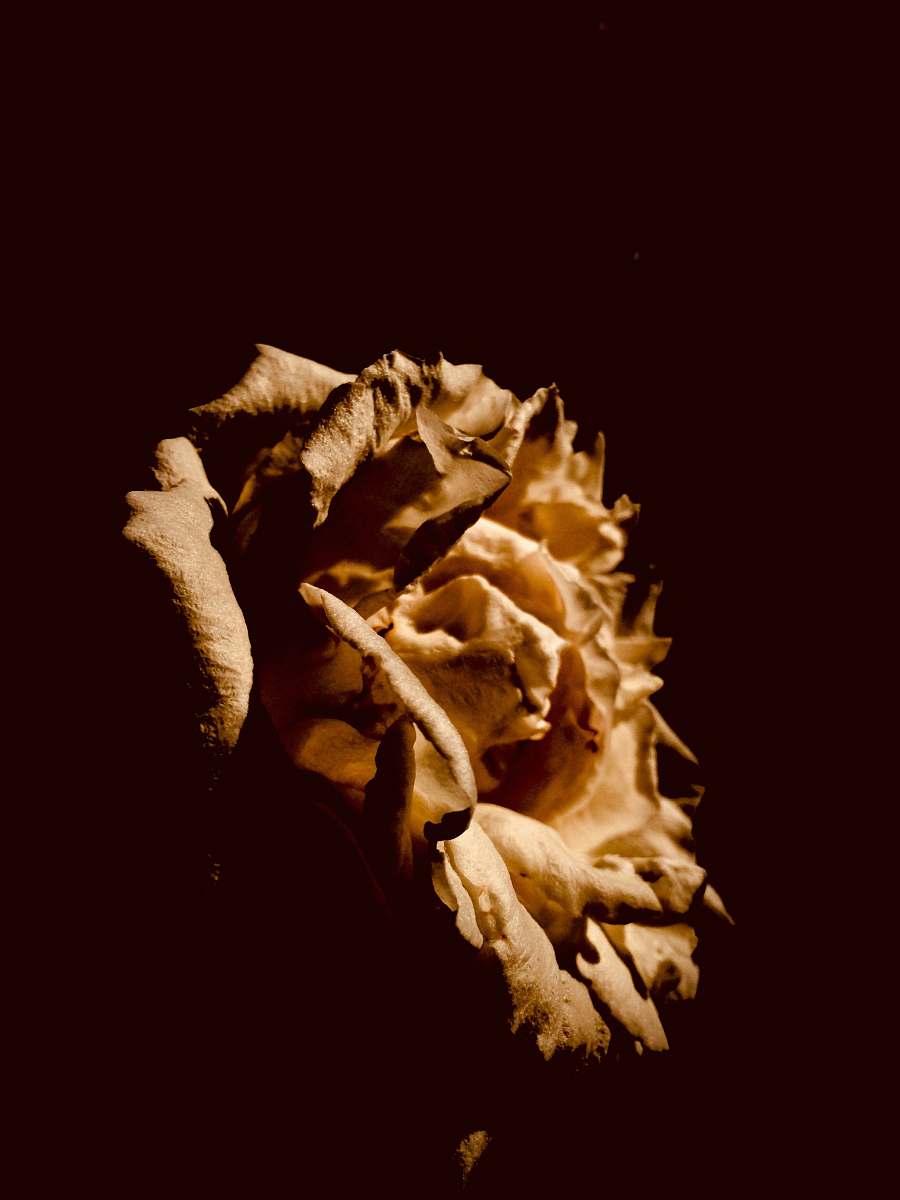 mystery white rose on black background rose