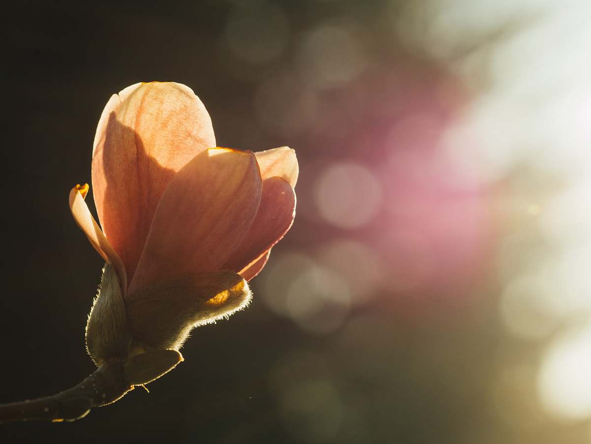 nature focus photo of orange petaled flower bud