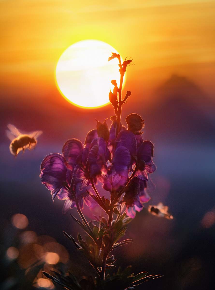 sunset marco shot photography of purple flower bee