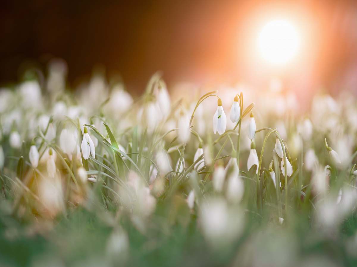 flora selective photography of white petaled flowers grass