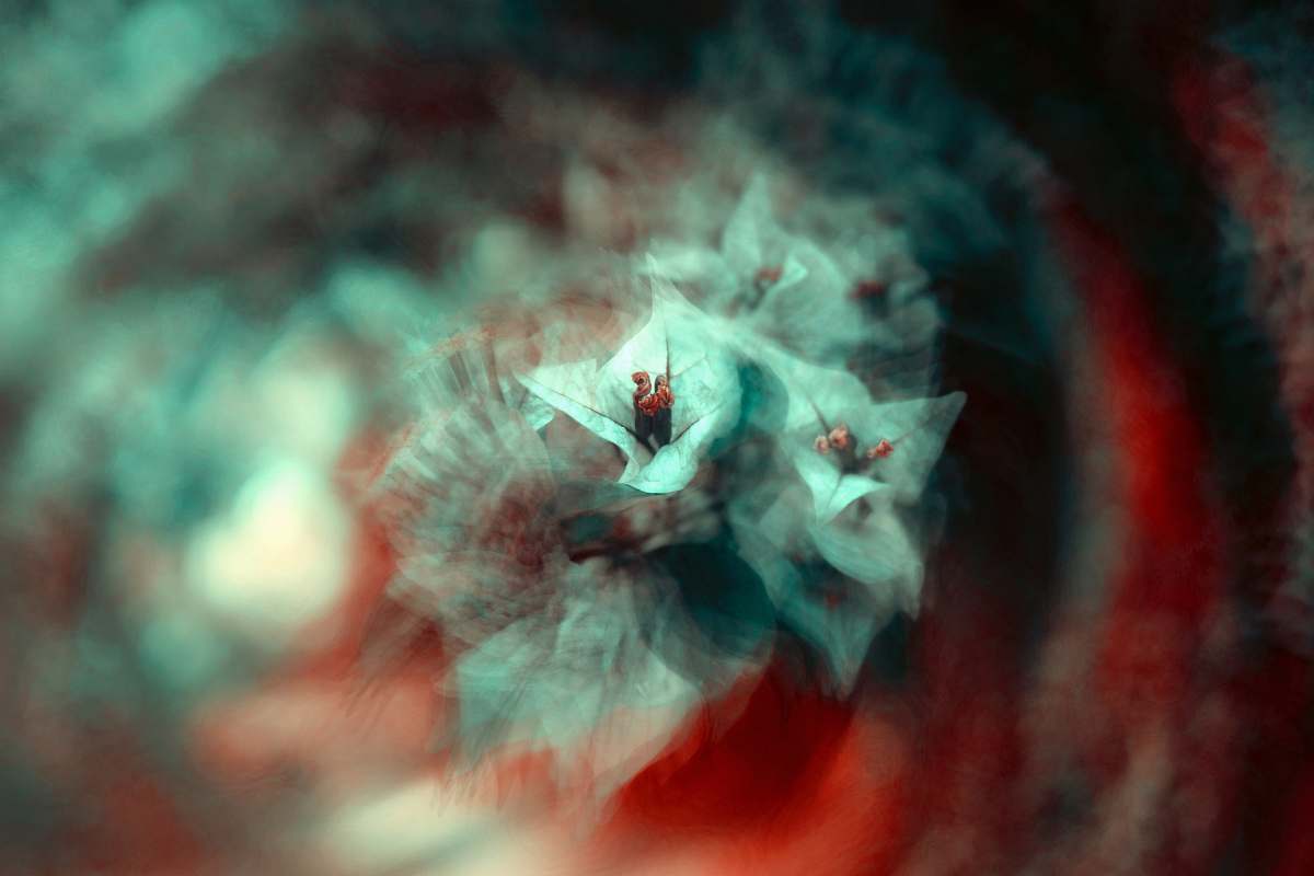blur white petaled flowers long exposure