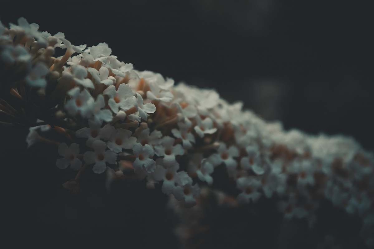 confectionery shallow focus photography of white flowers sweets