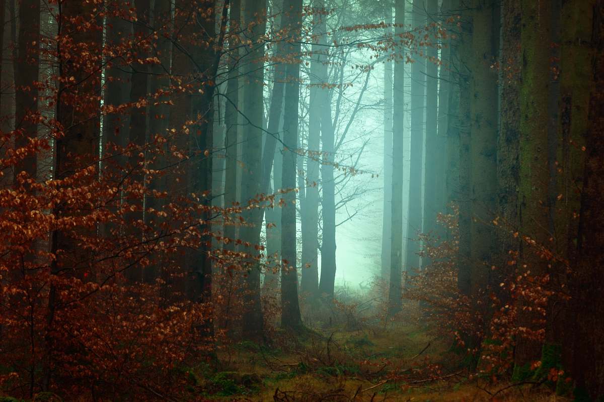 tree forest photography fog