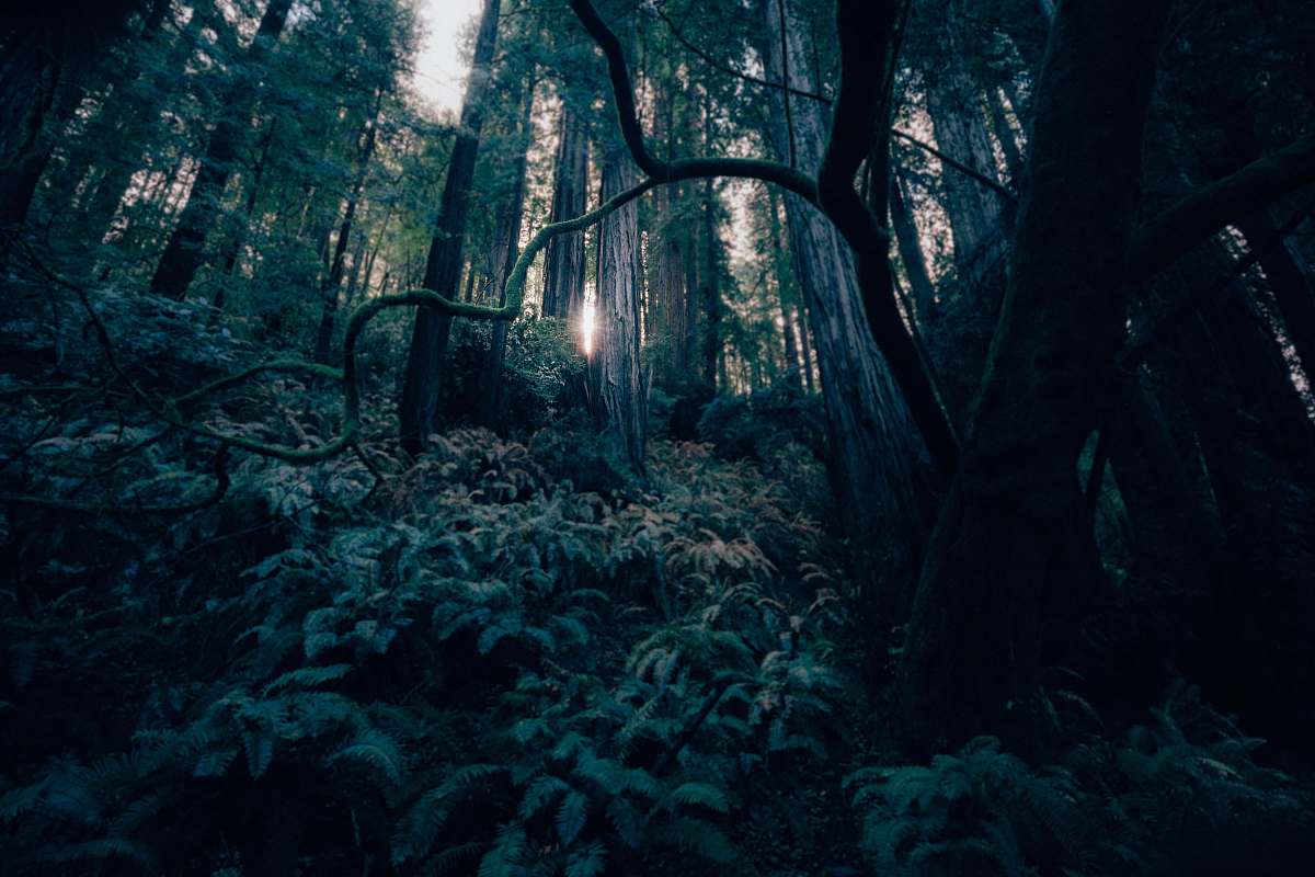 tree green forest nature