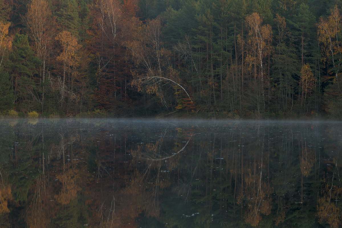 tree lake near tall trees forstsee