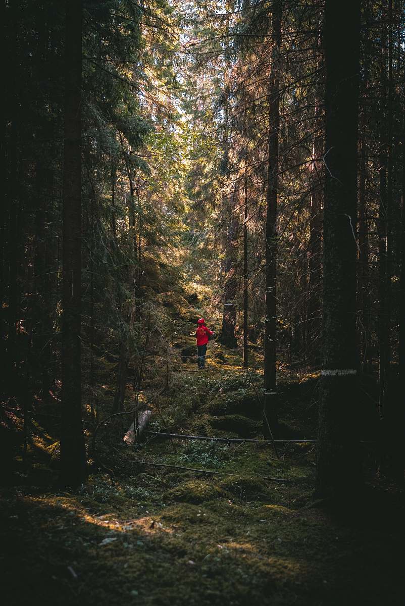 tree person standing in forest plant