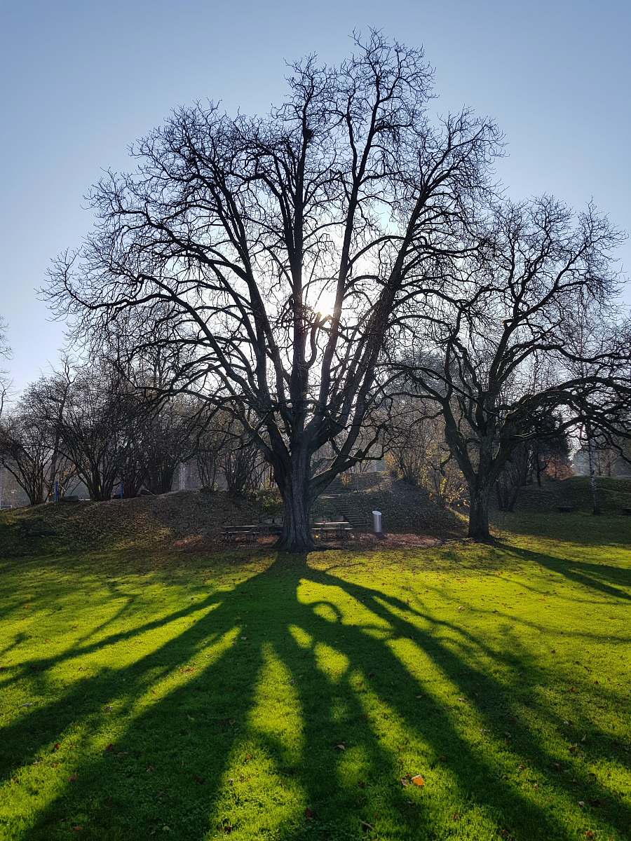 plant view photography of gray-leafed tree tree
