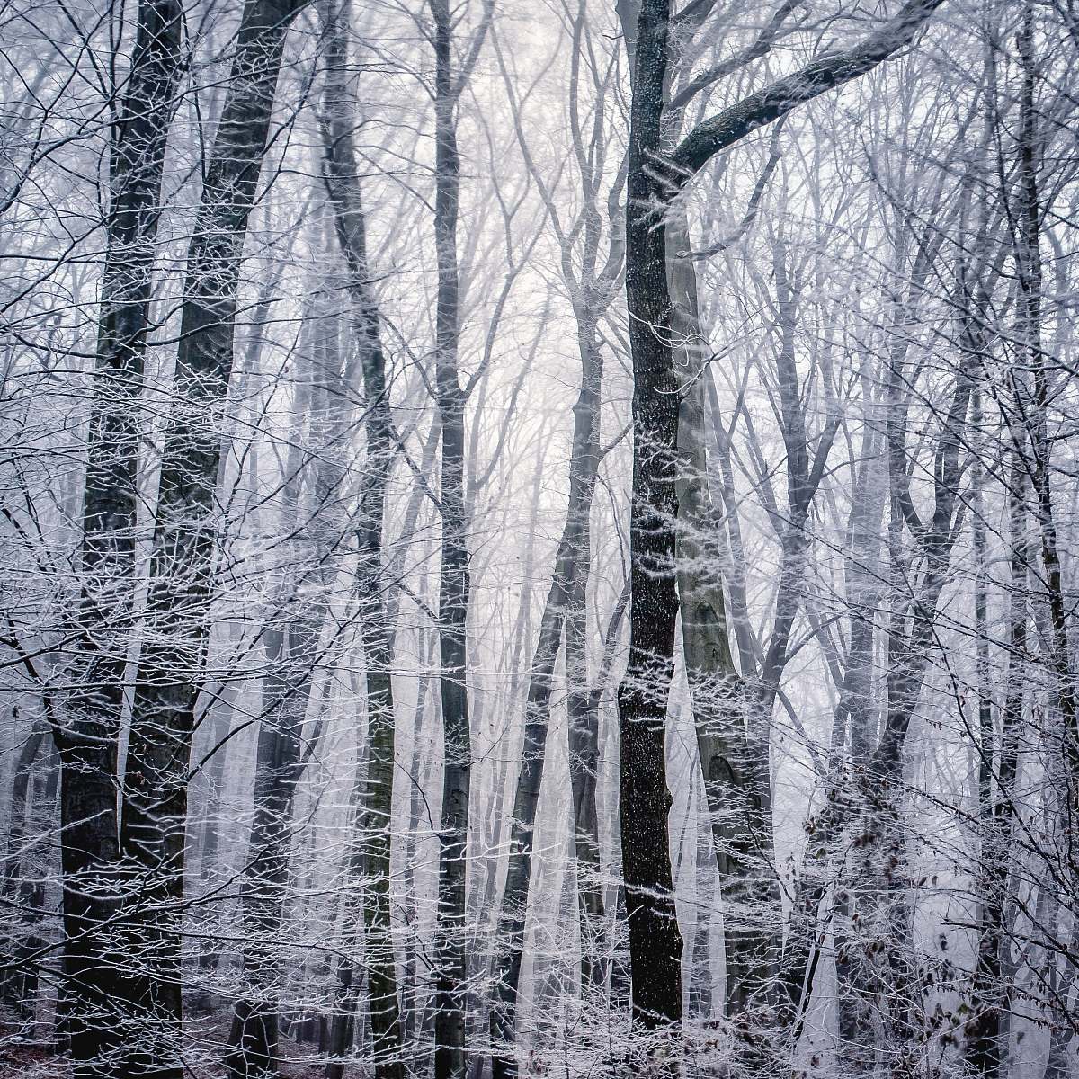 Winter Grayscale Photography Of Trees Frost Image Free Photo