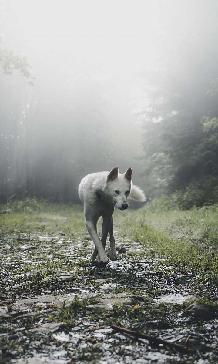 animal shallow focus photography of white wold wolf