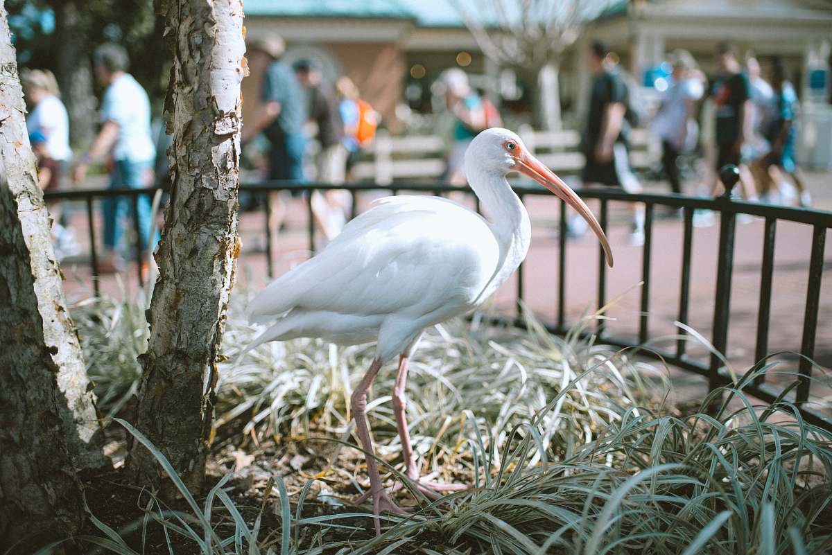 person white pelican on grass waterfowl