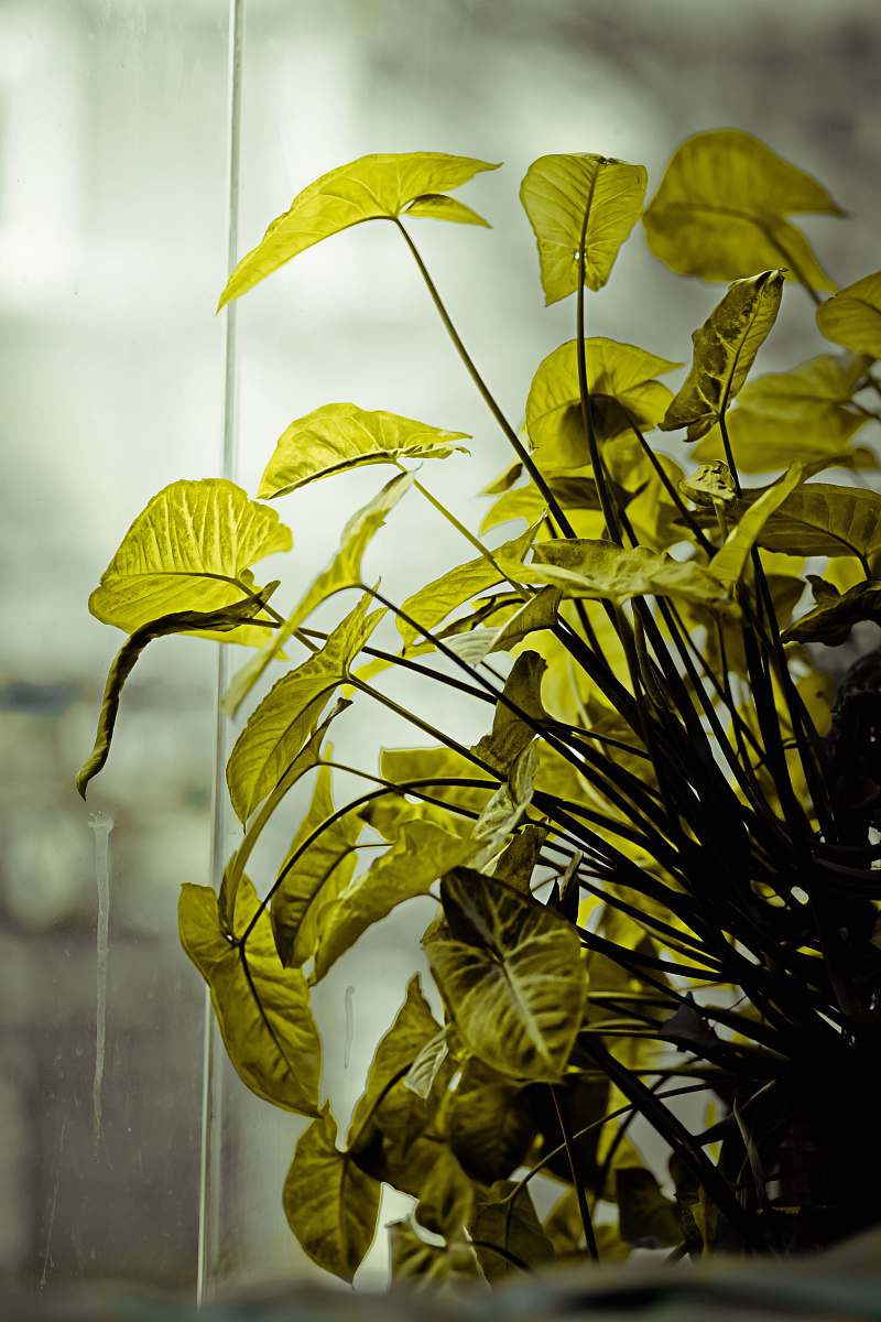 plant green leafed plant flower