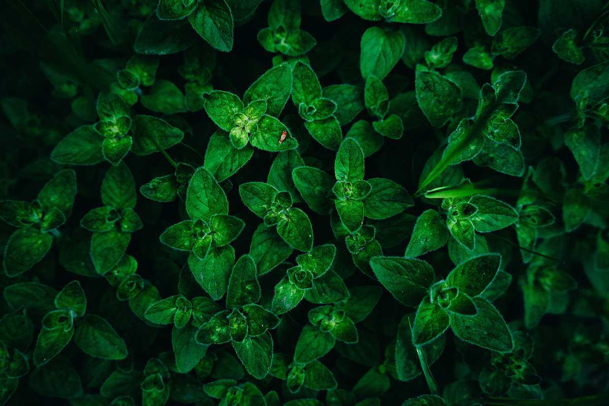 fractal green-leafed plants ornament