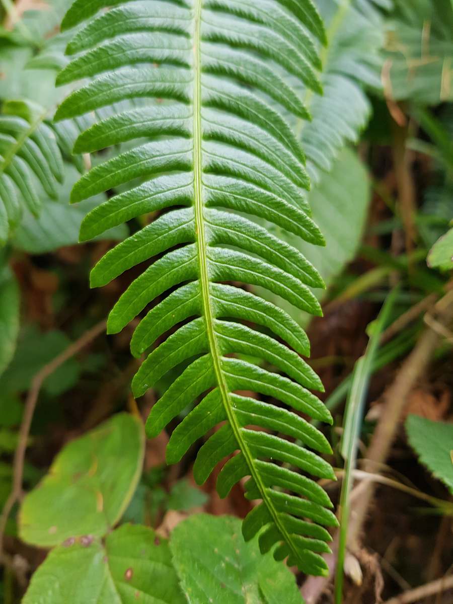 plant macro photography of green leaf green