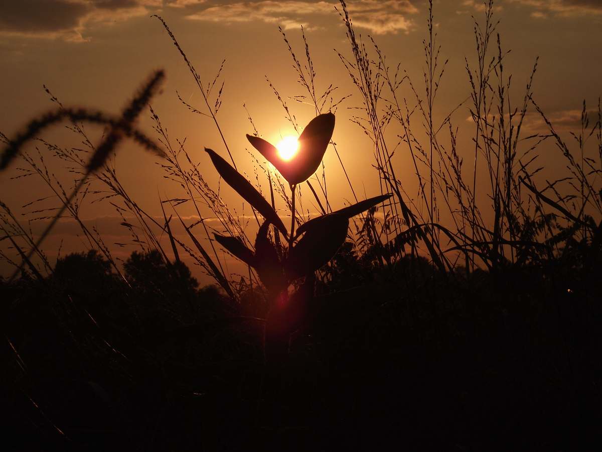 flare  grass