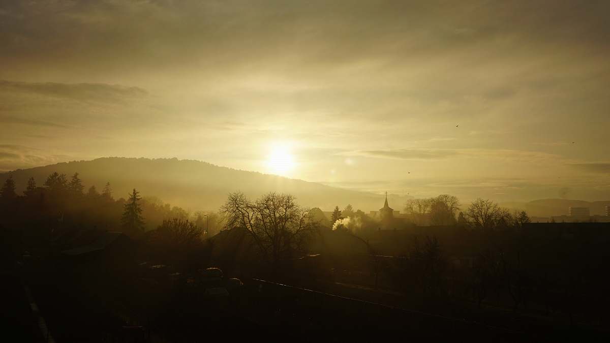 flare silhouette of bare trees sunlight