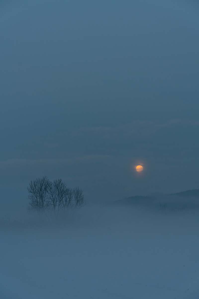 blue bare tree under orange sunset fog
