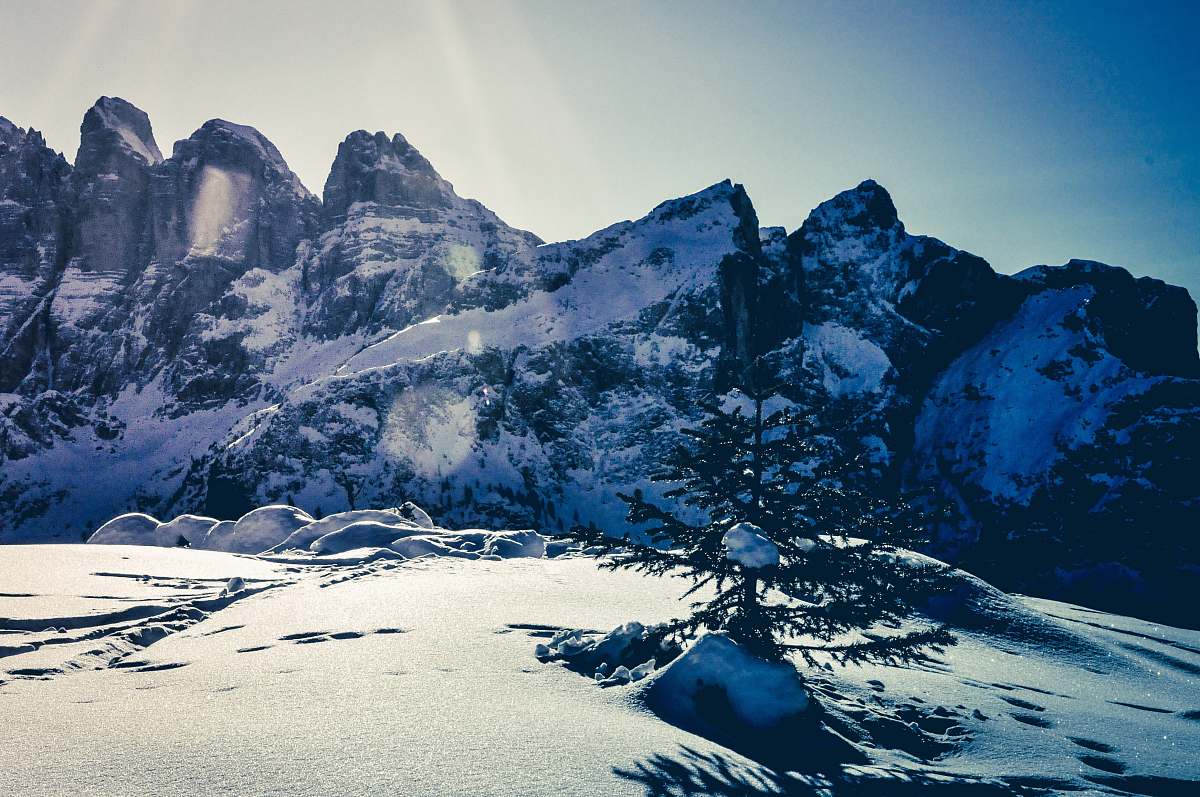snow bare tree in the middle of snowfield with rock mountain in distance nature