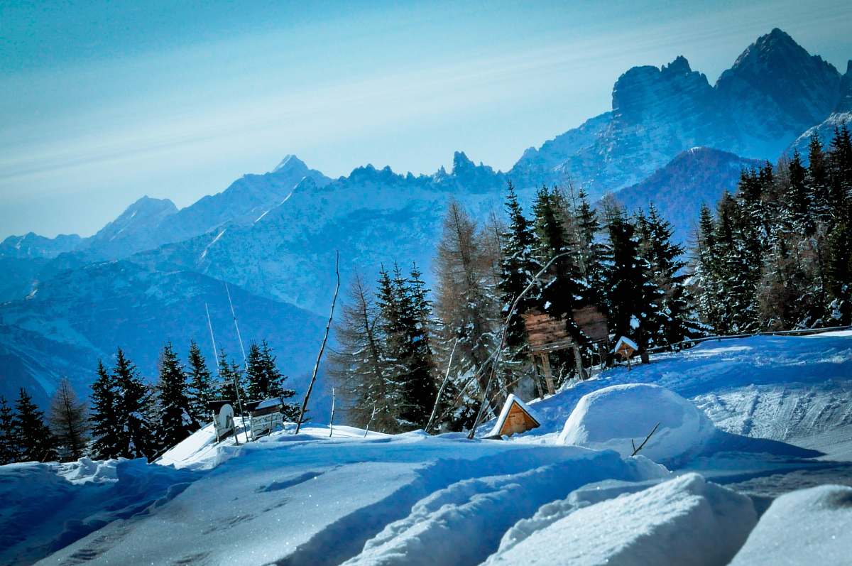 snow snow field with pine trees under blue sky at daytime ice