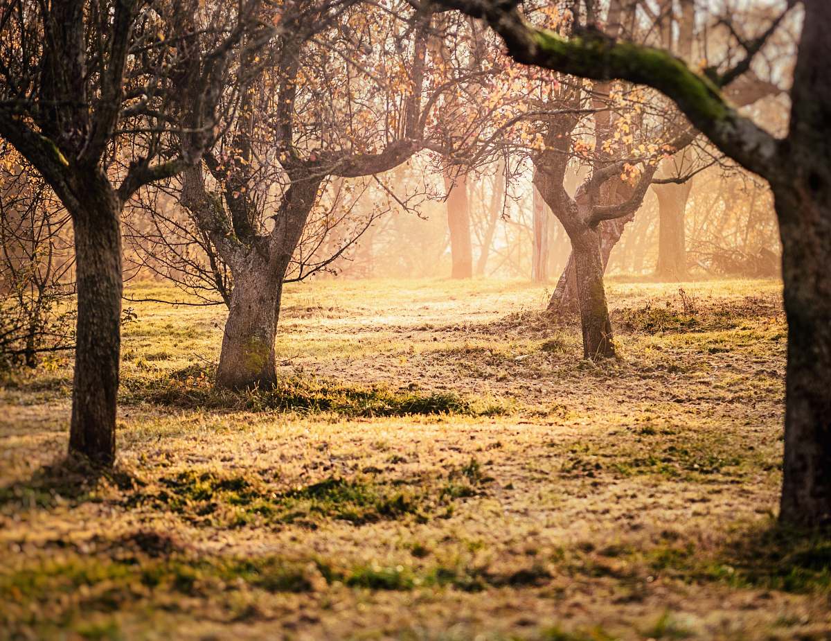 Tree Beige And Brown Trees During Daytime Orchard Image Free Photo