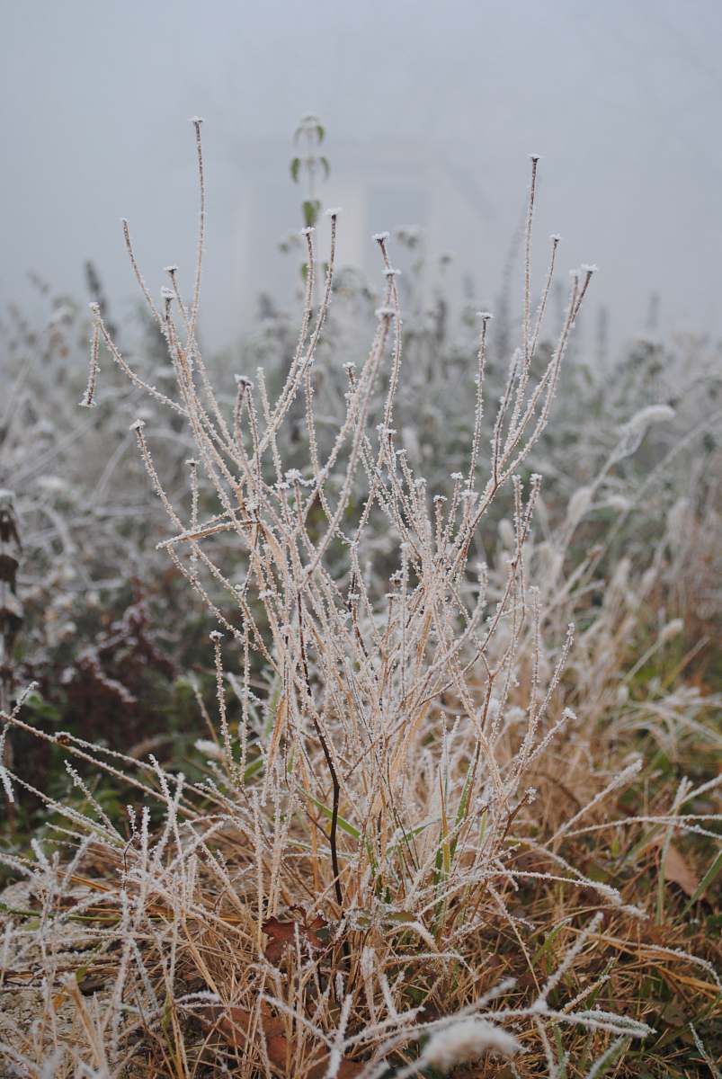 outdoors beige plants ice
