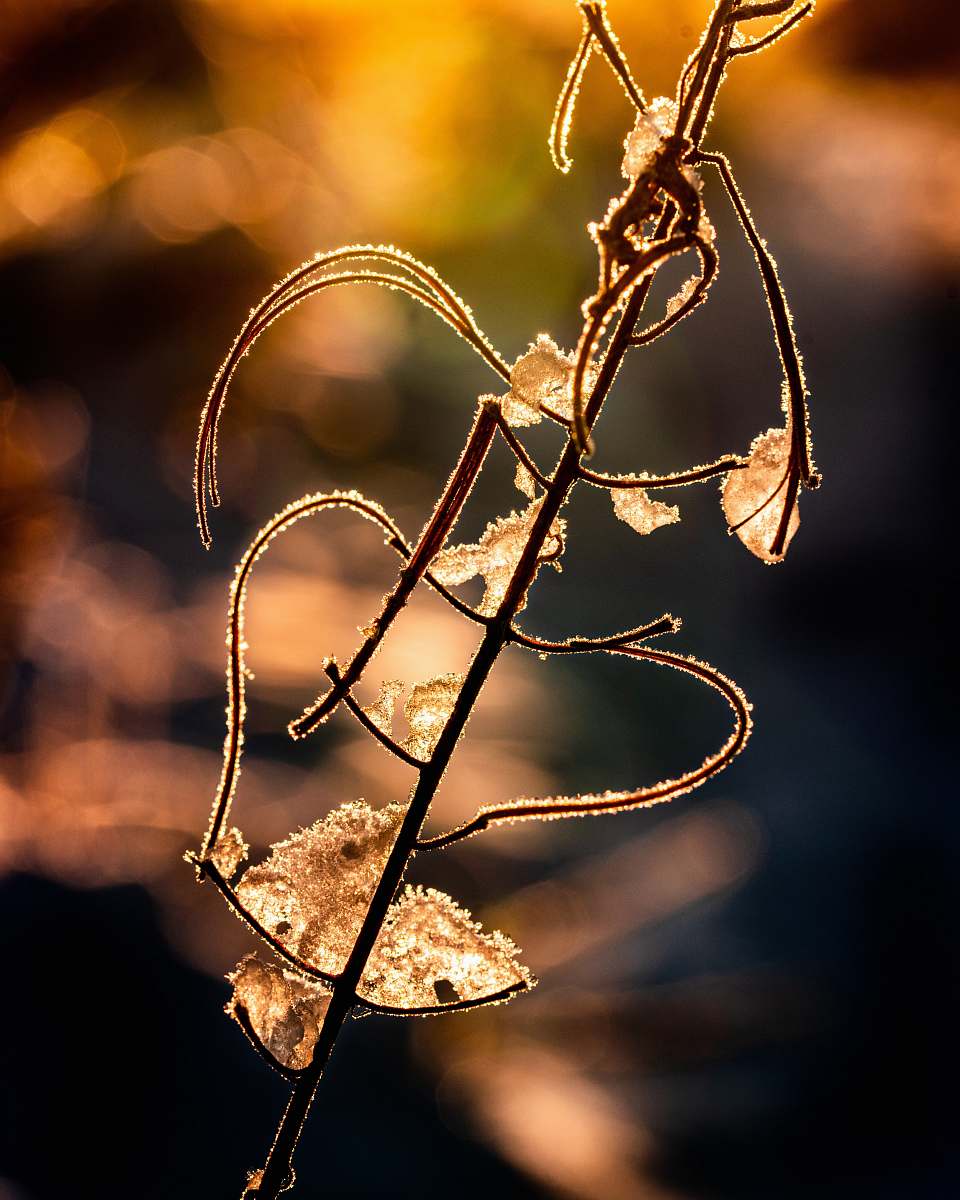 ice bokeh photography of a brown plant stem outdoors