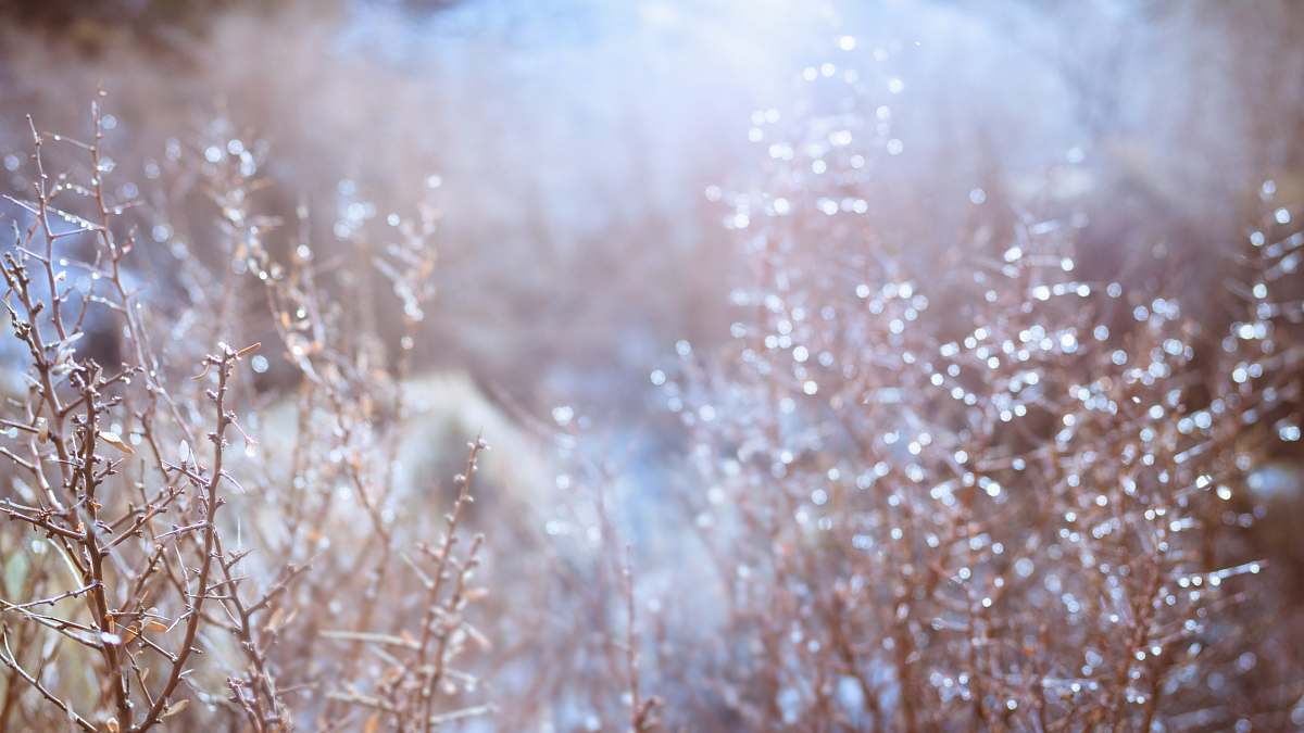 sunlight close-up photography of plant snow