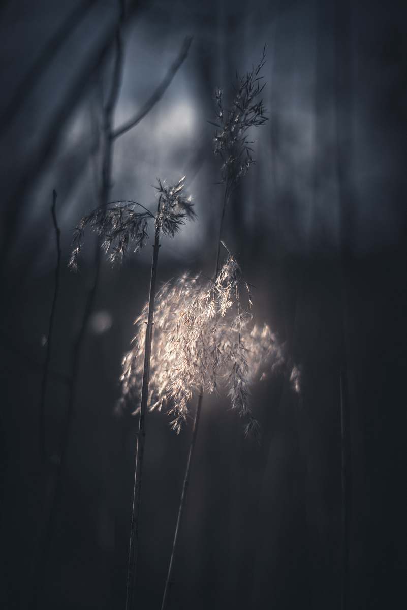 plant grayscale photography of plants grass