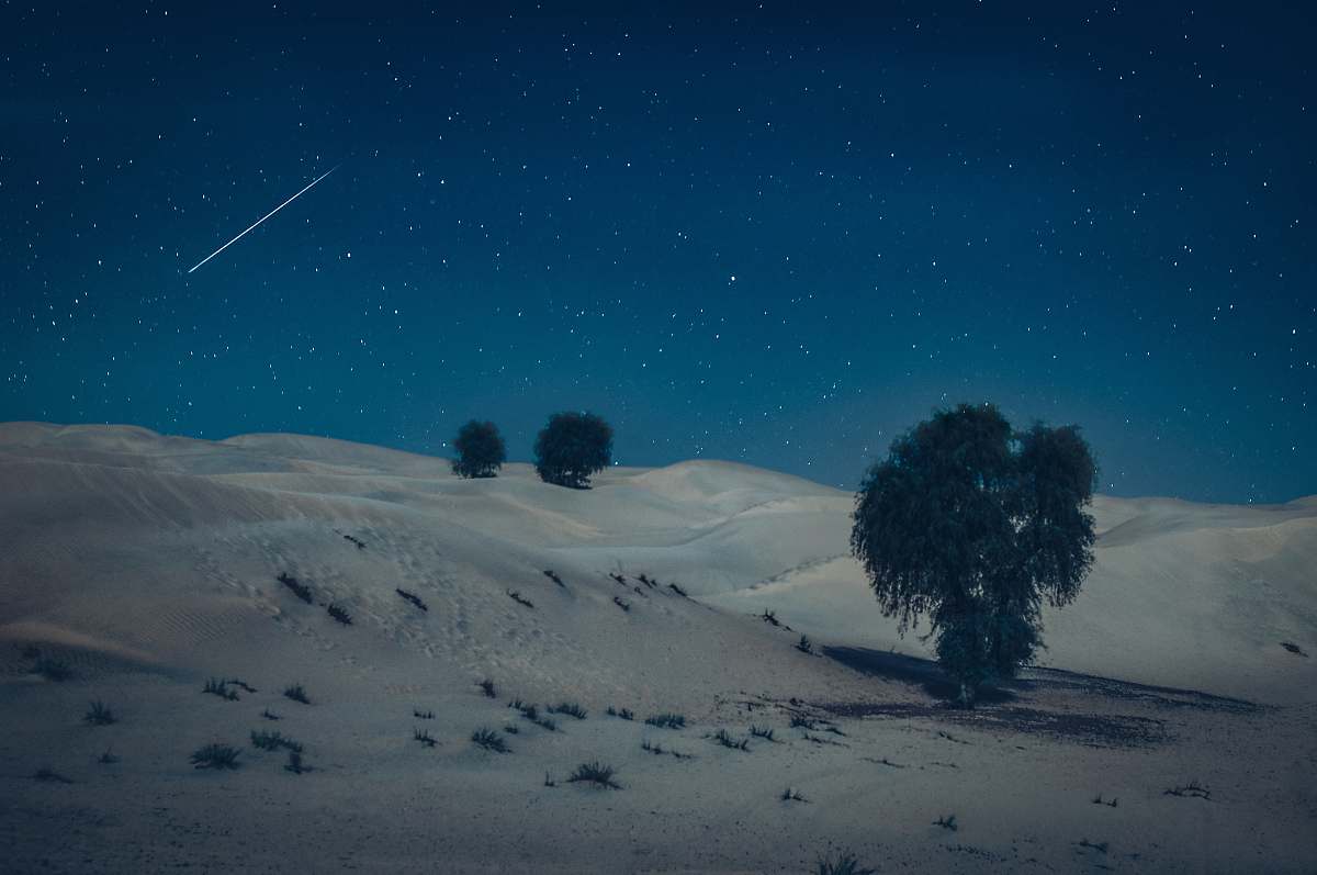 outdoors green tree on desert during nighttime night