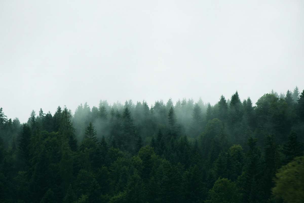 grey green trees under white sky during daytime tree