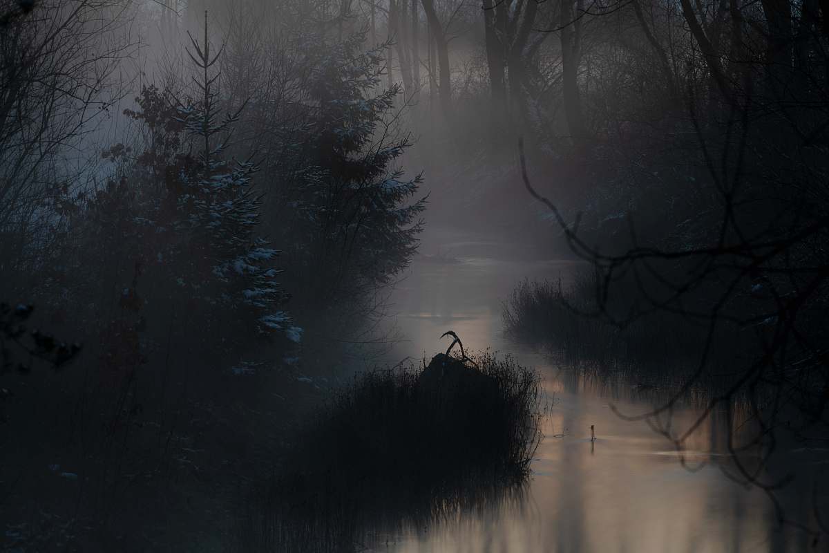weather grey fog covering creek at the woods fog