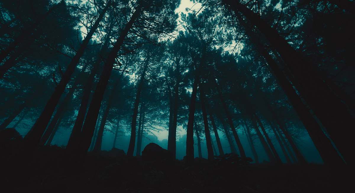 tree low-angle photography of trees during night time forest