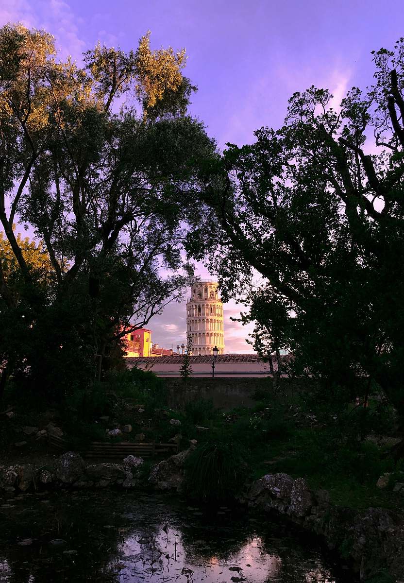 tower trees beside pond plant