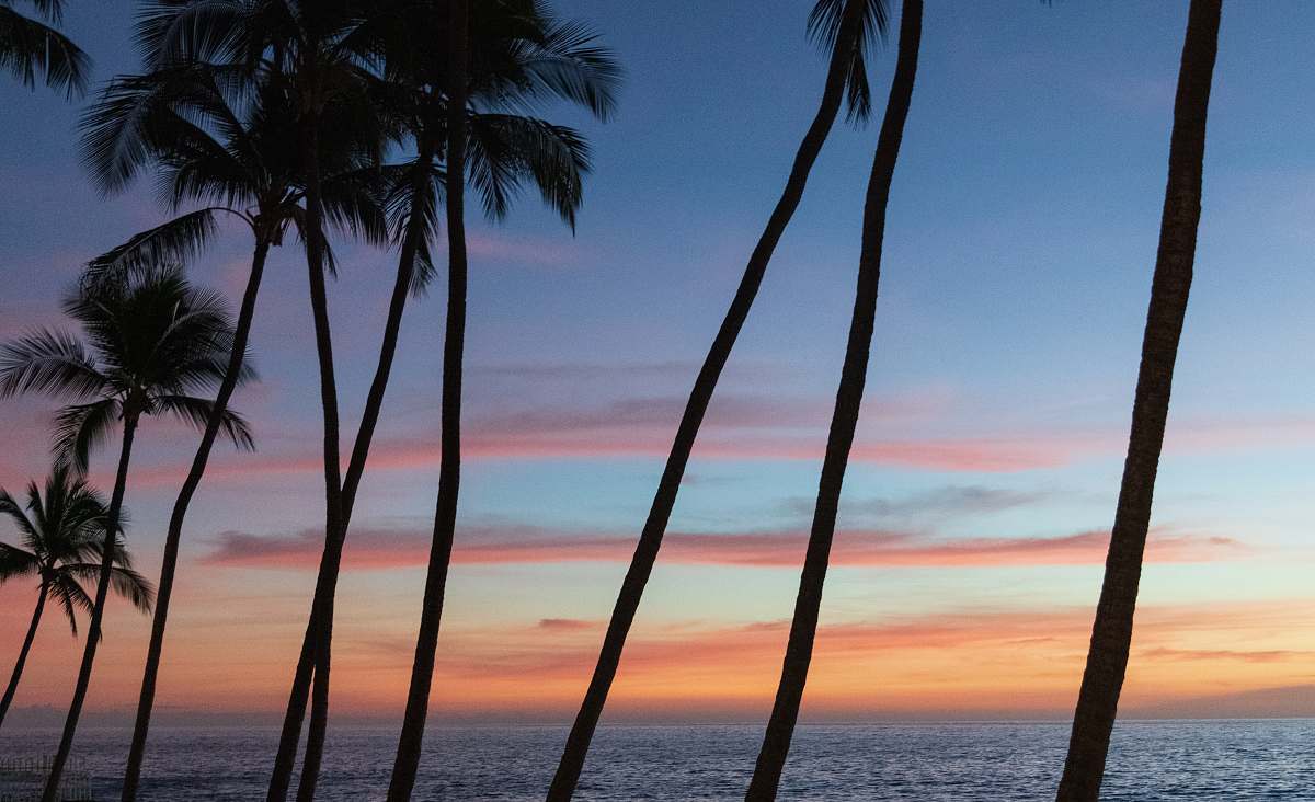 nature coconut trees outdoors