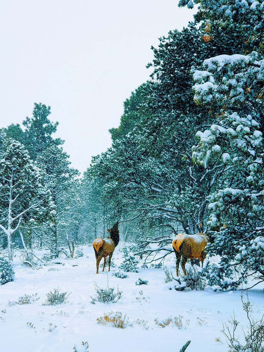 nature two deer beside trees covered with sno tree