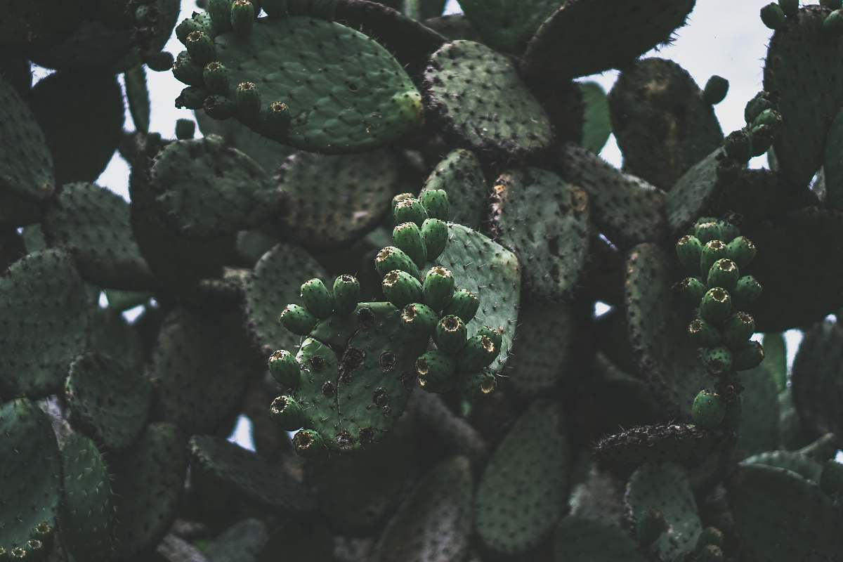human green cactus plant people