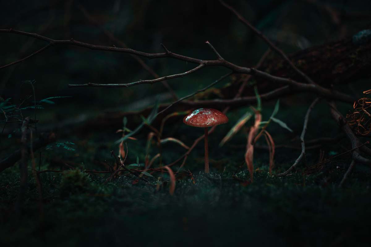 mushroom  agaric