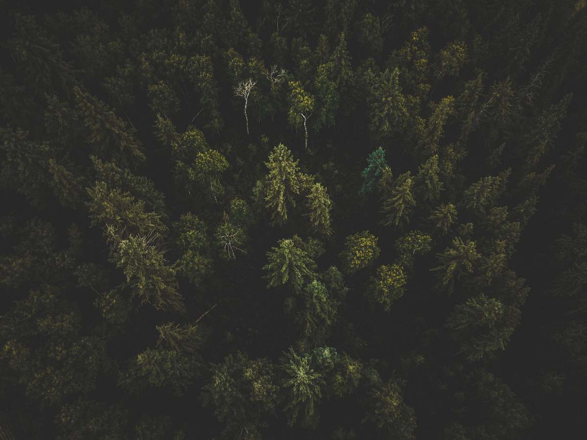 tree aerial photography of green trees abies