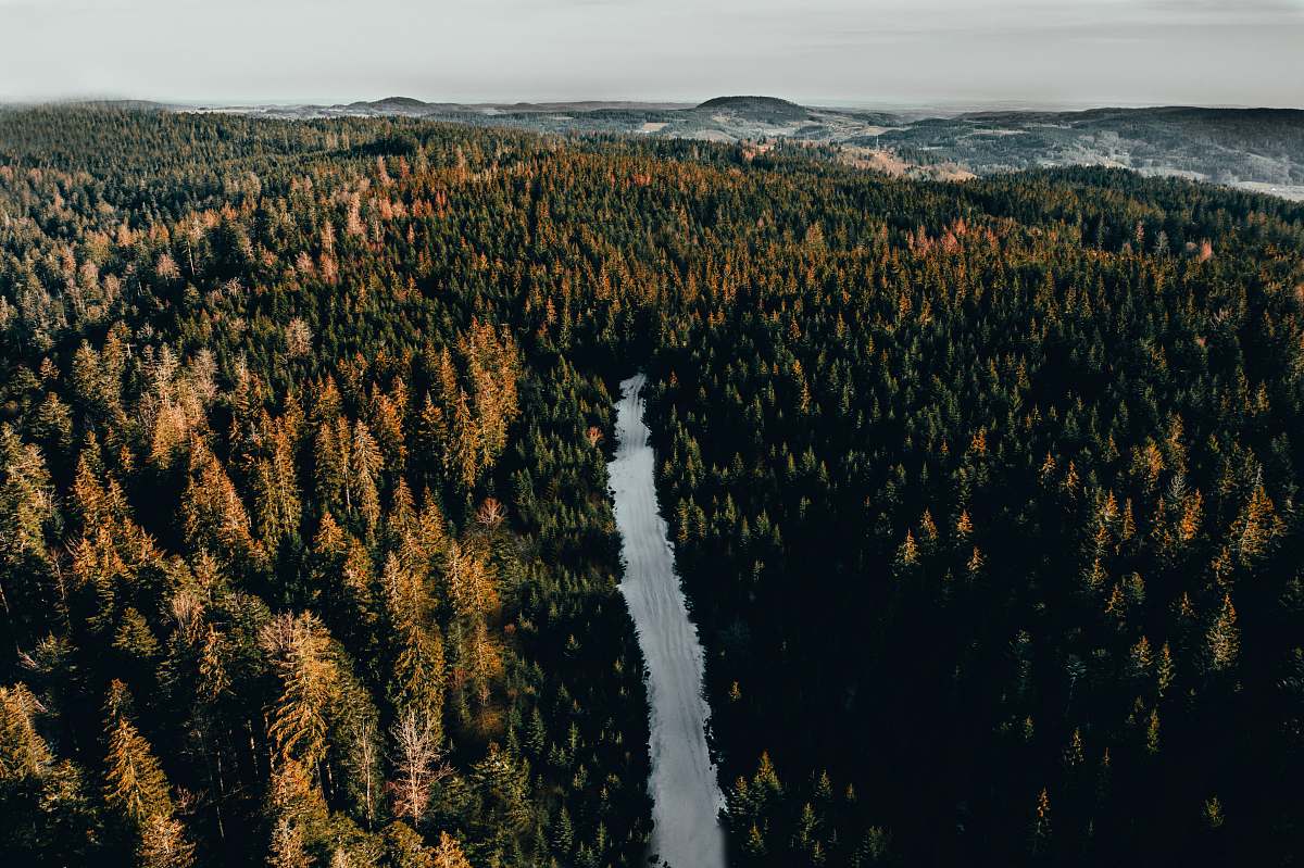 tree aerial view photography of lake between trees fir