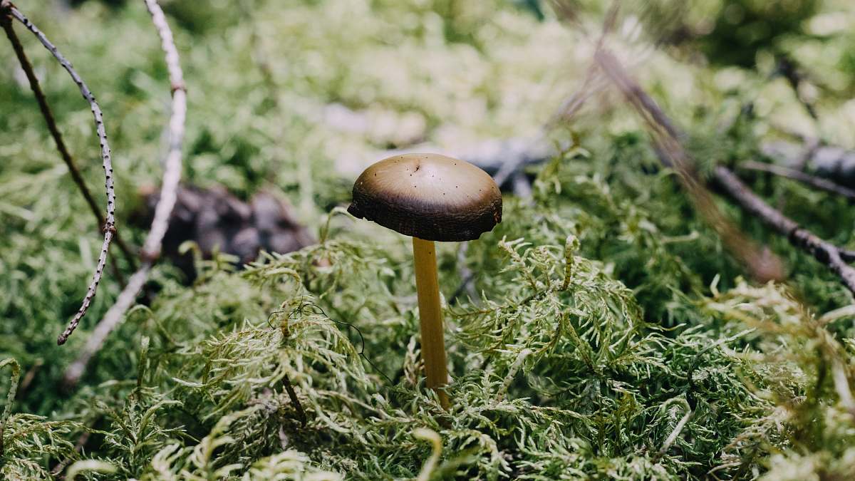 fungus brown and black mushroom oregon