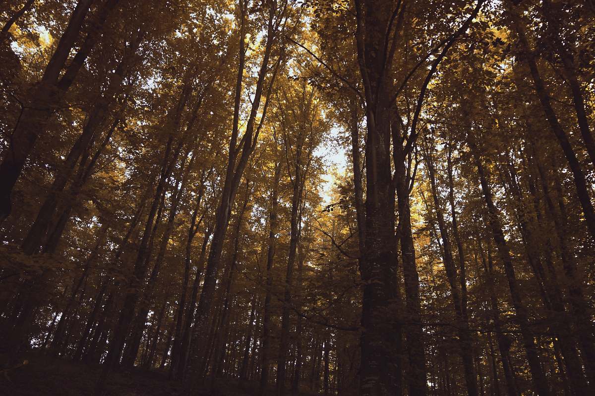 tree low angle photography of tall trees during daytime vegetation