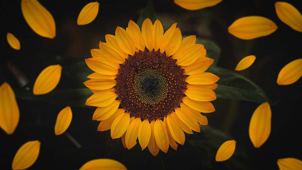 flower macro photography of sunflower sunflower