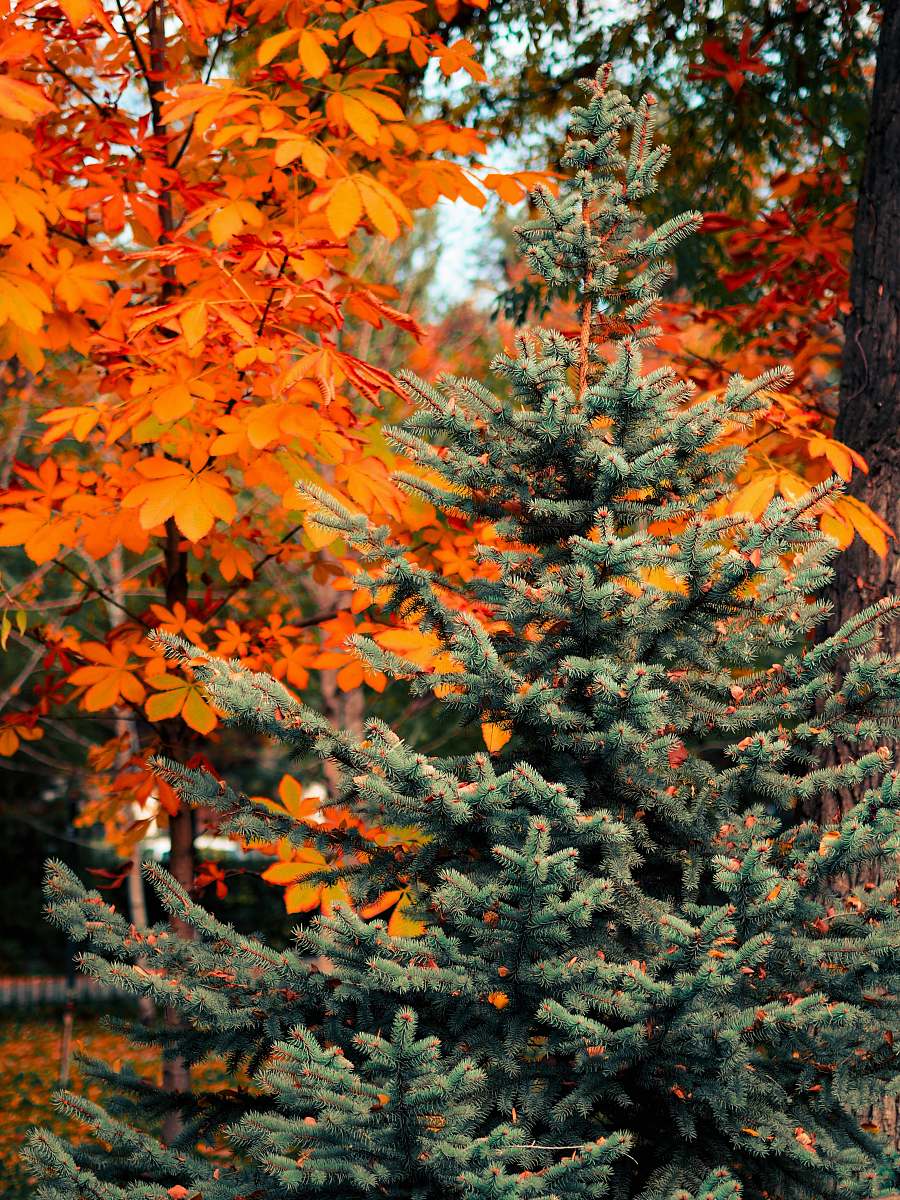 tree orange tree leaf