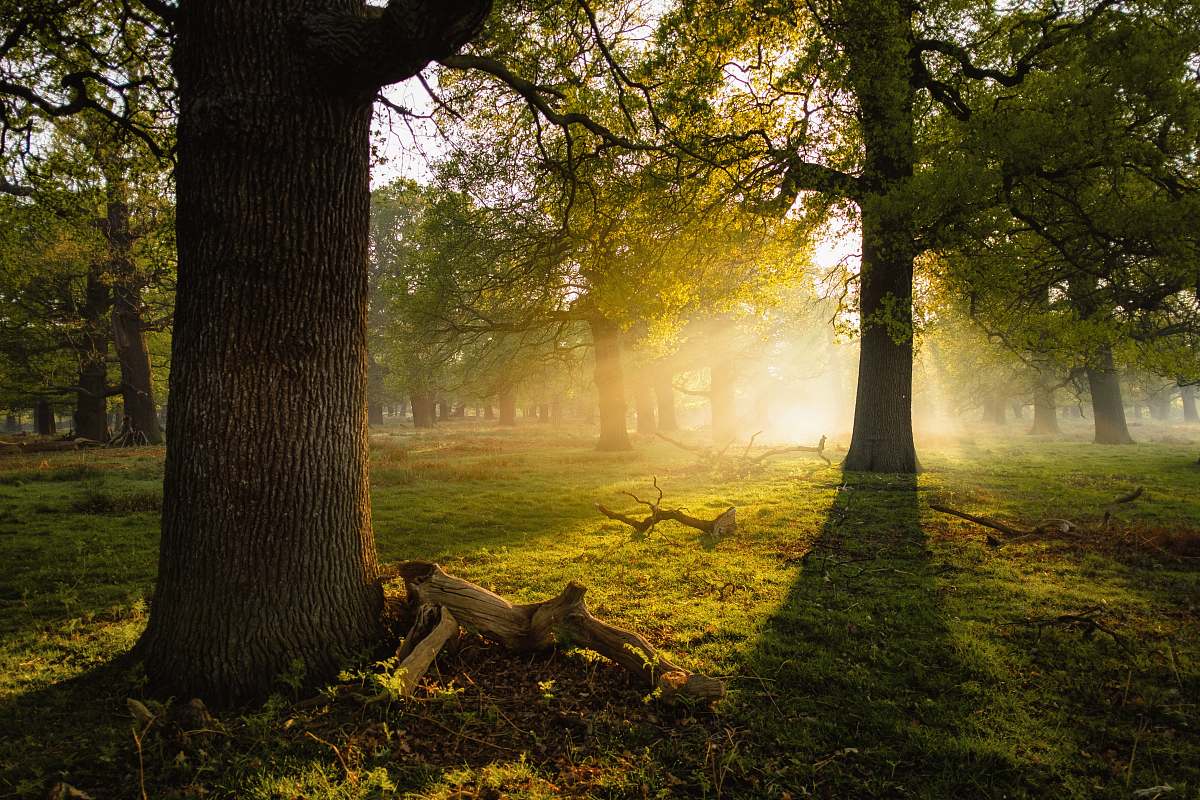 tree photo of trees sunlight