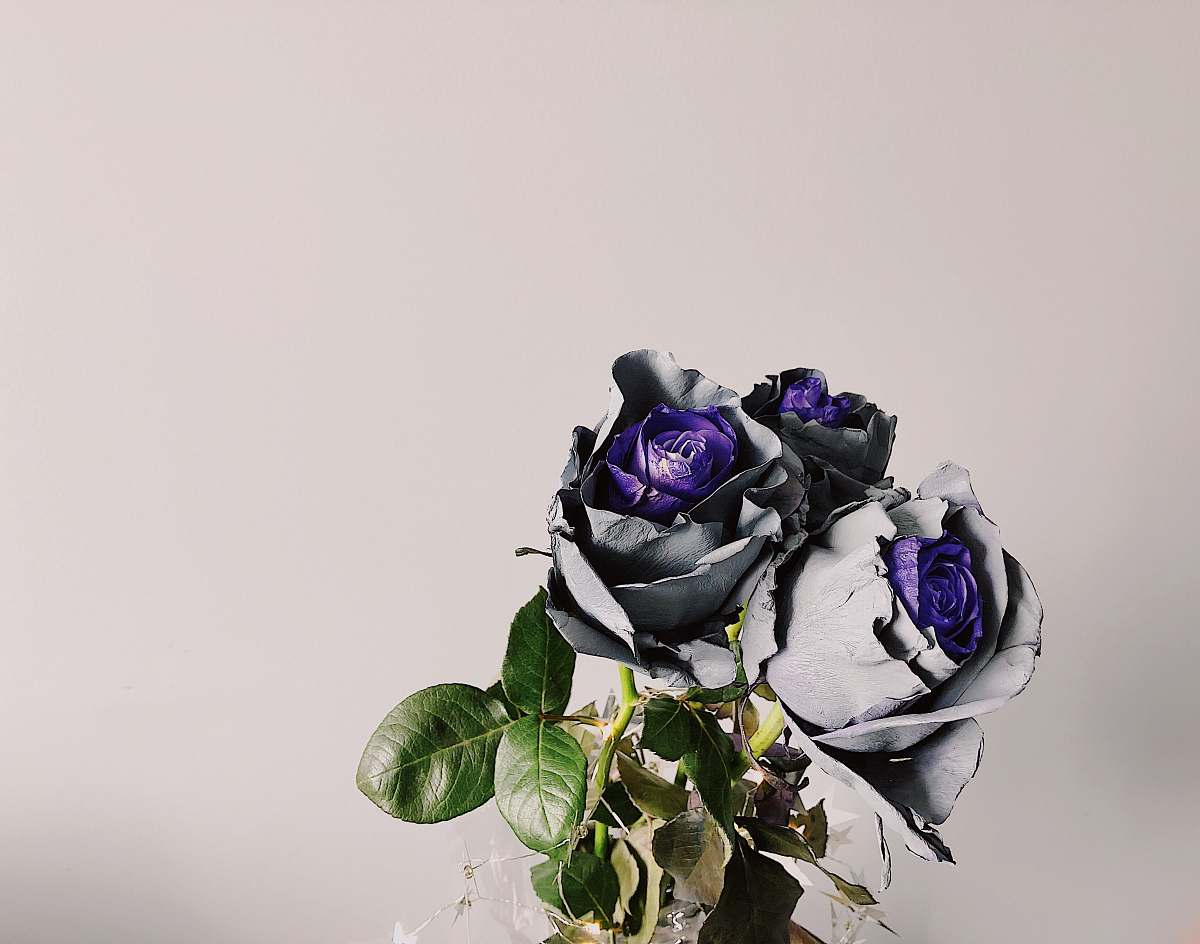 flower purple-and-gray rose flowers with green leaves kyiv