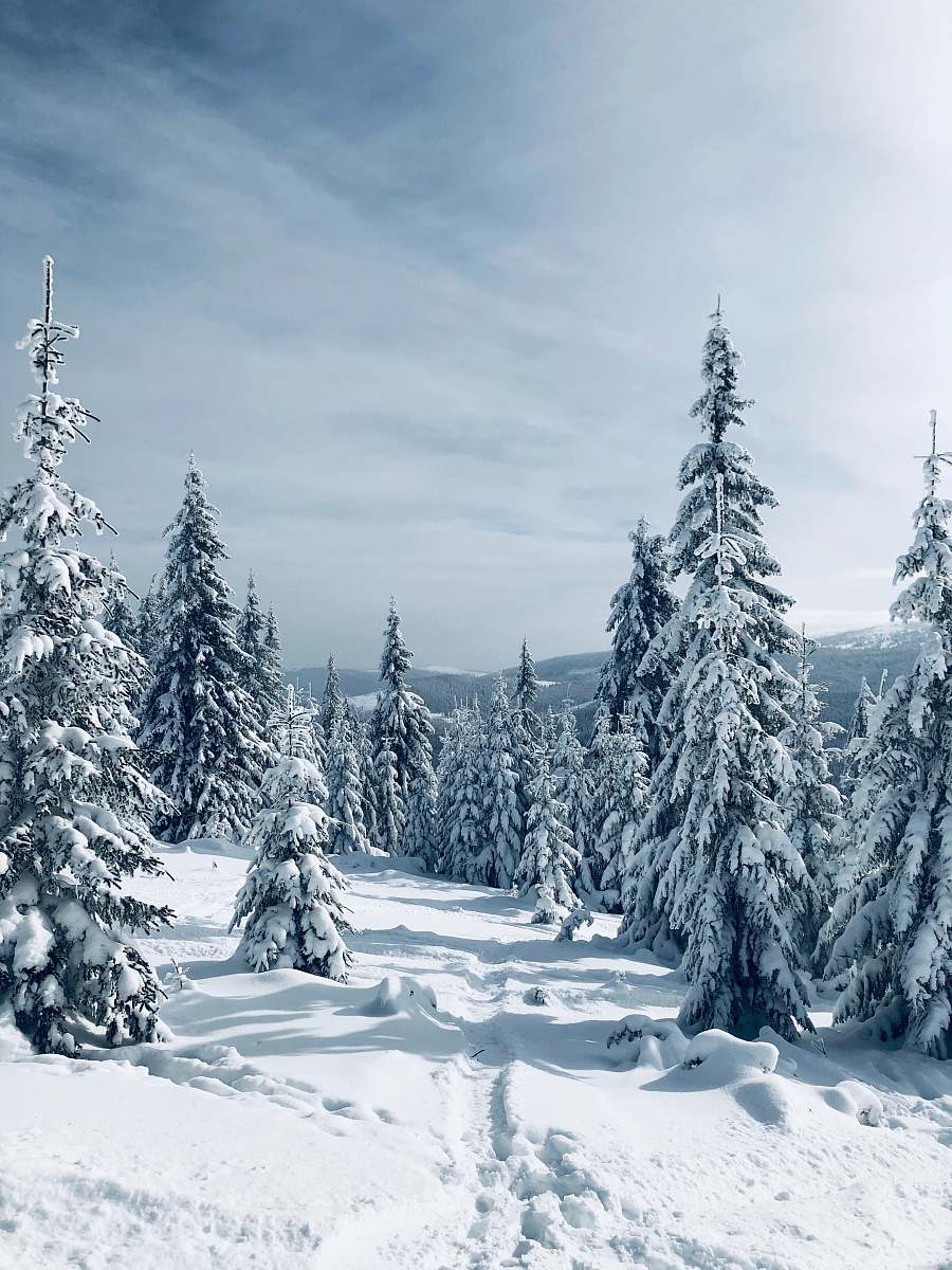 tree snow covered trees abies