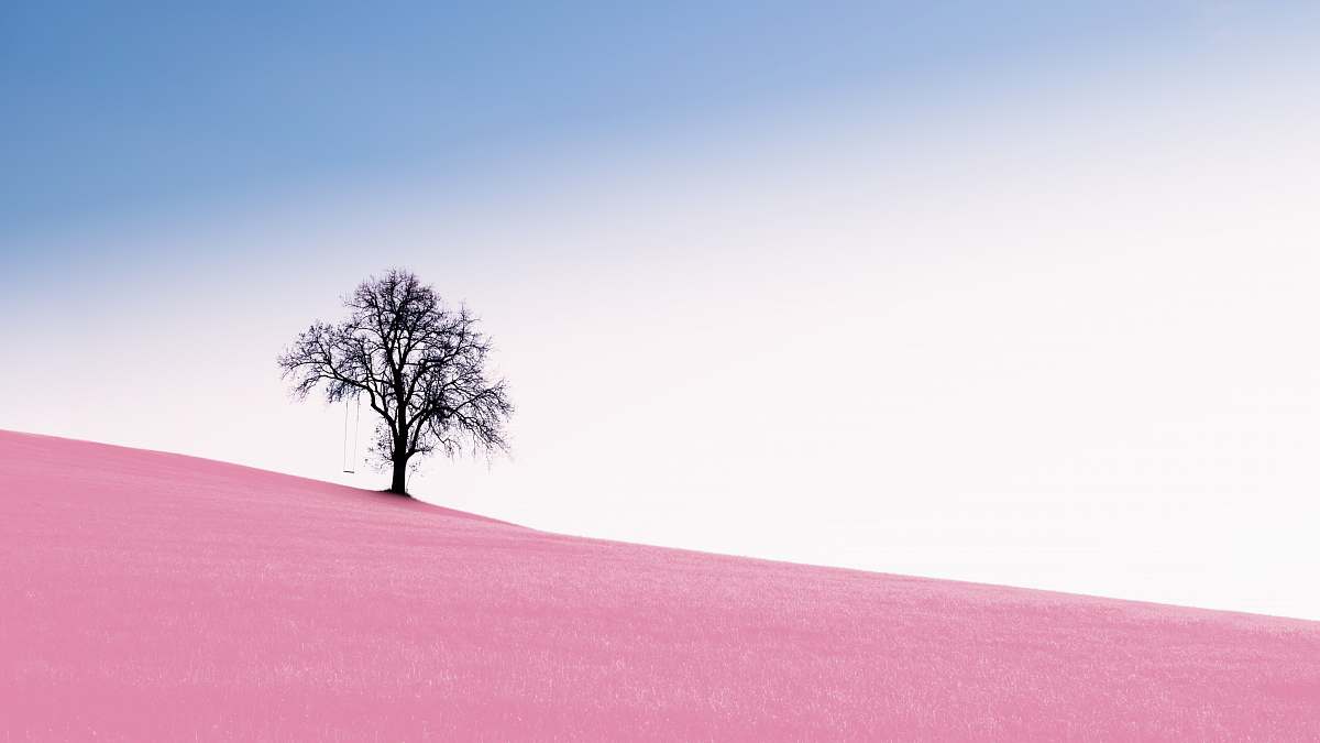 tree tree on desert flora