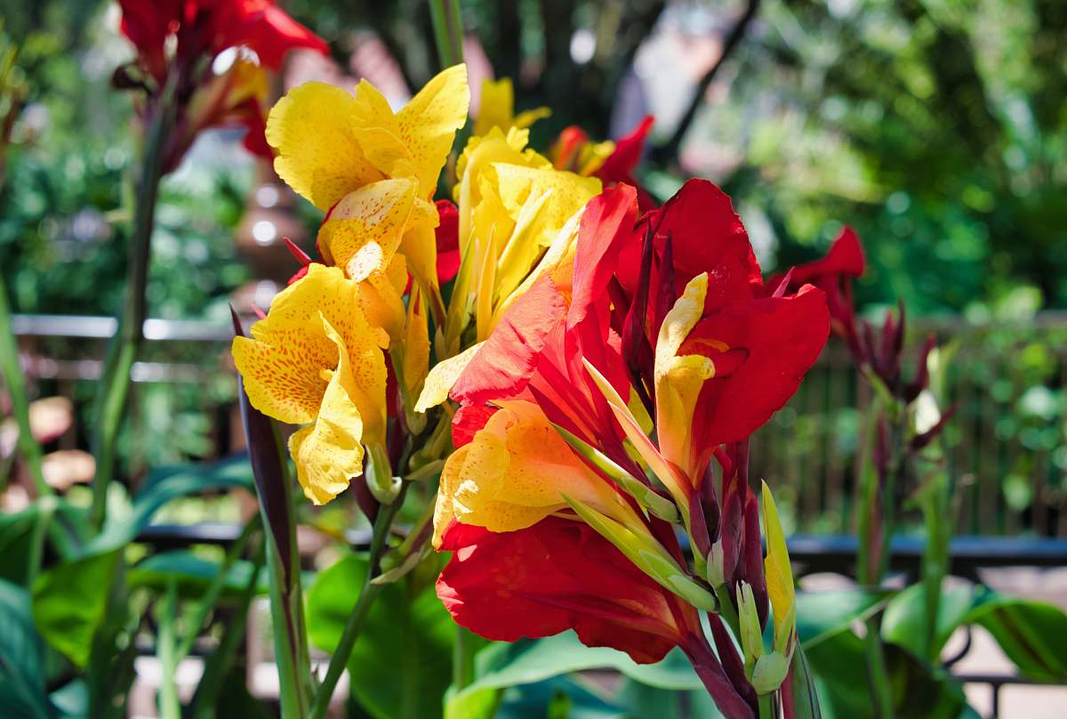 flower yellow and red flowers blossom