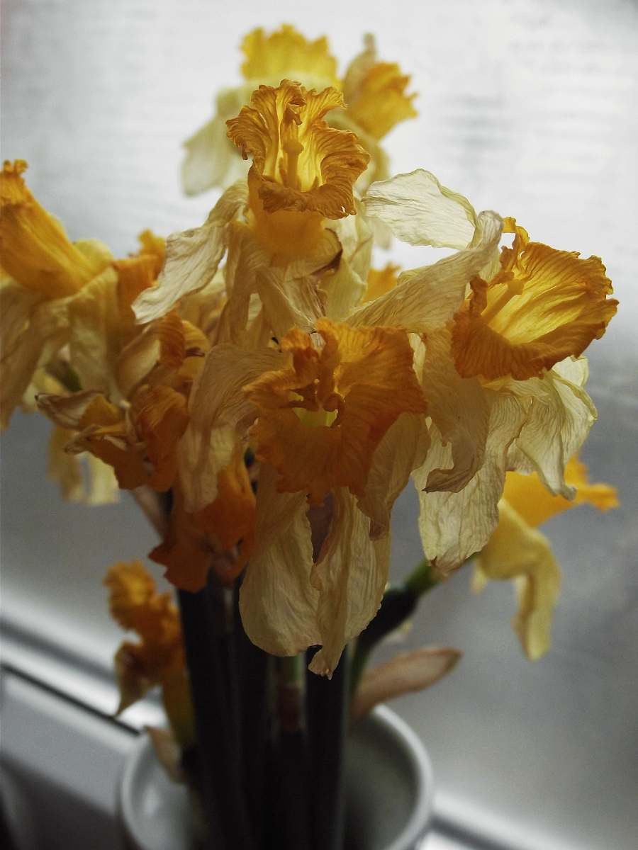 flower yellow flowers in vase blossom